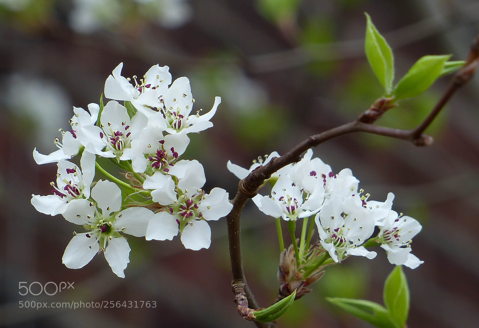 Panasonic Lumix DMC-FZ200 sample photo. Bright white photography