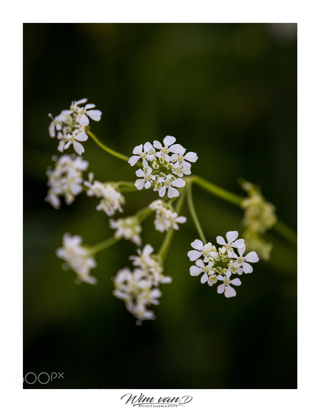 Canon EOS 6D Mark II sample photo. Flowers photography
