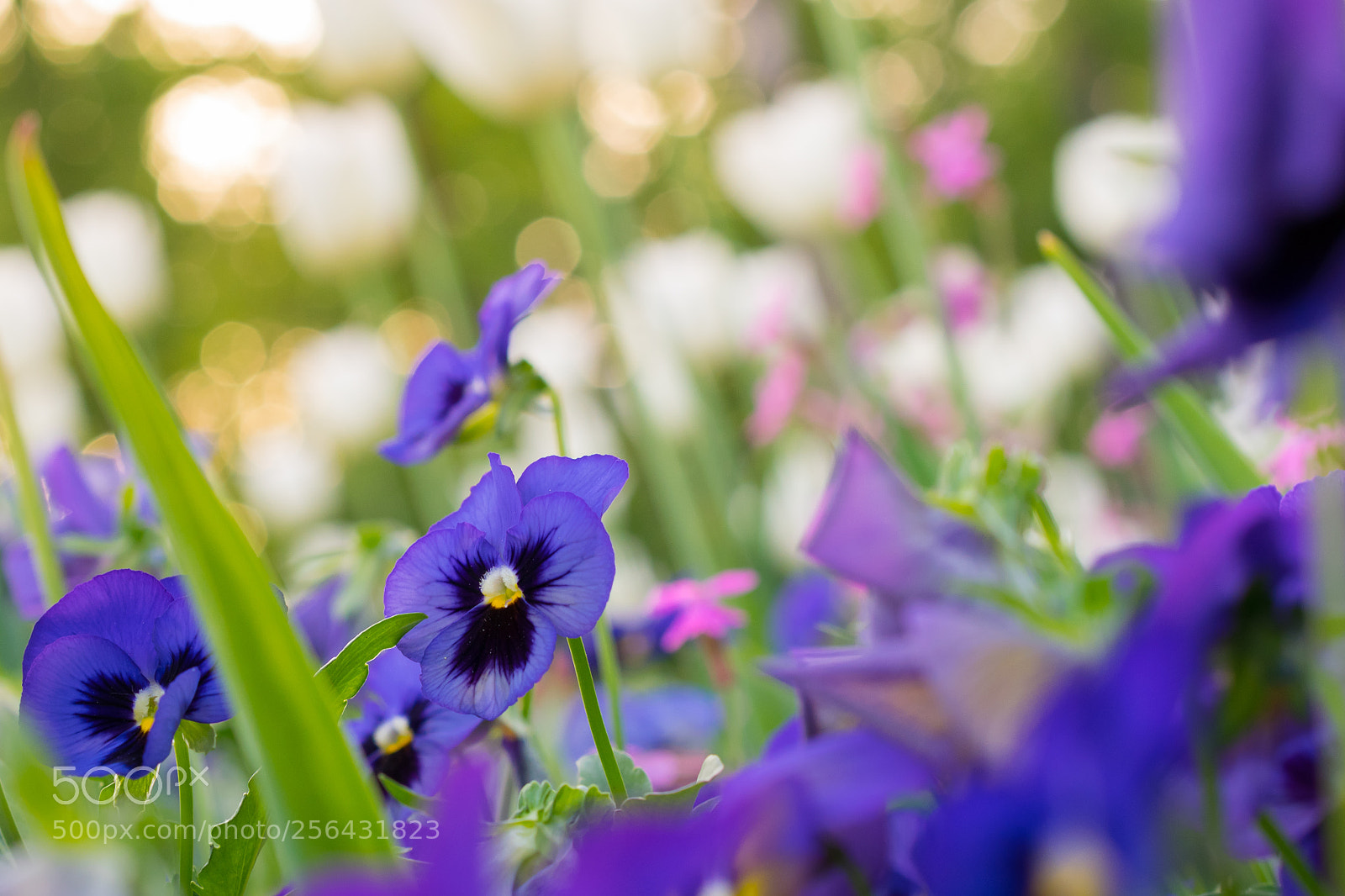 Nikon D5300 sample photo. Untitled photography