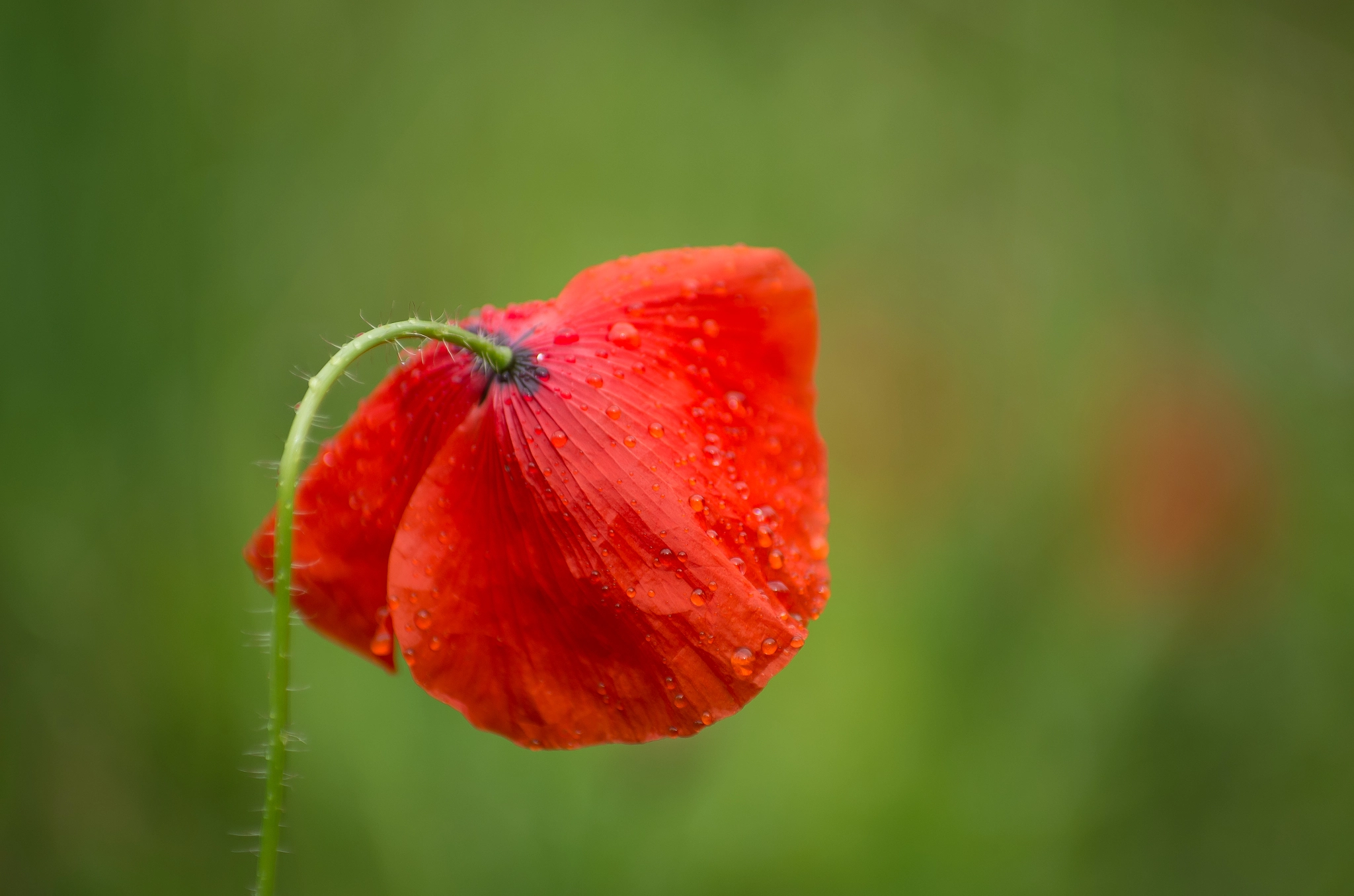 Pentax K-5 IIs sample photo. After the rain photography