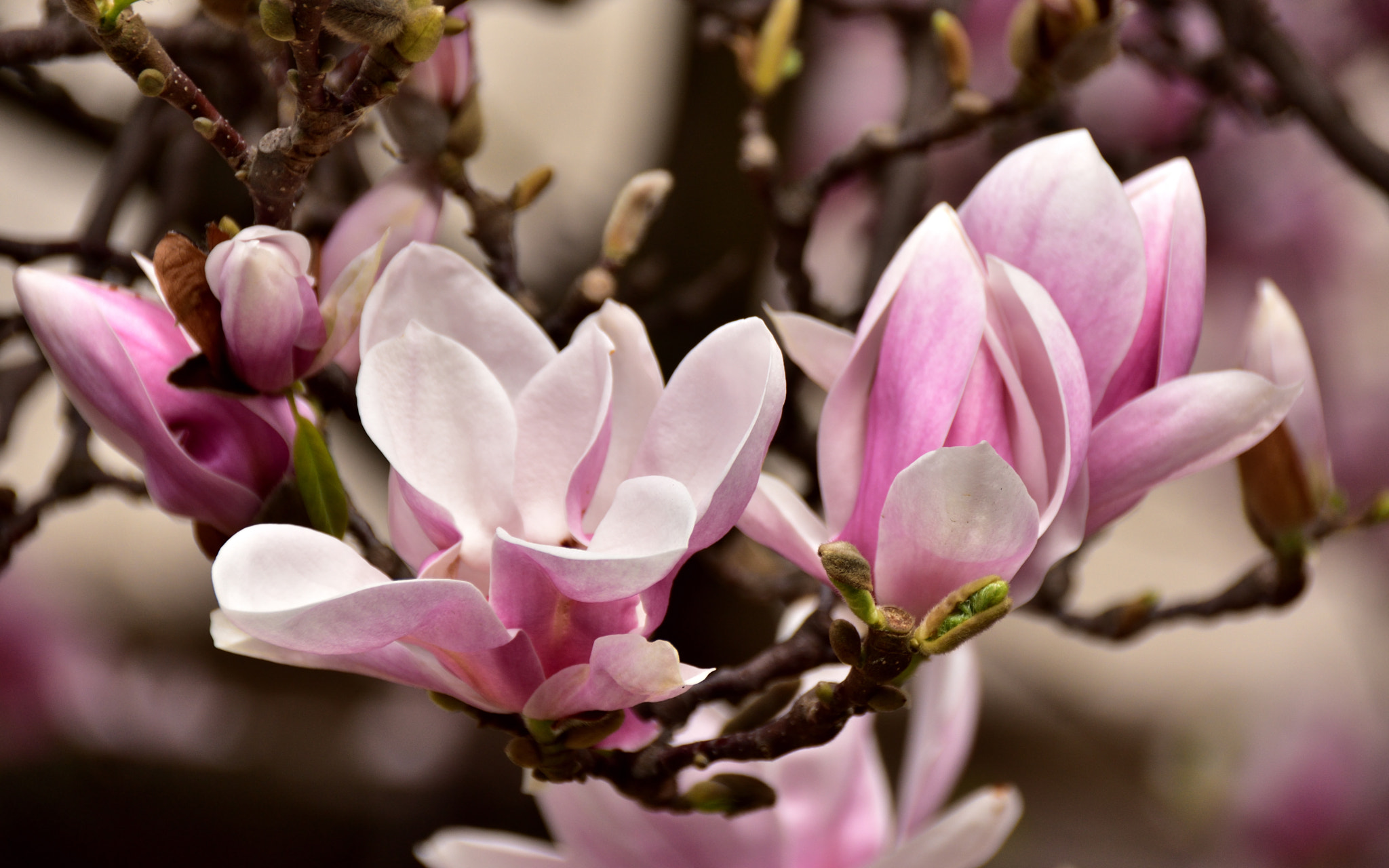 Sigma 18-250mm F3.5-6.3 DC Macro OS HSM sample photo. Pink queen photography