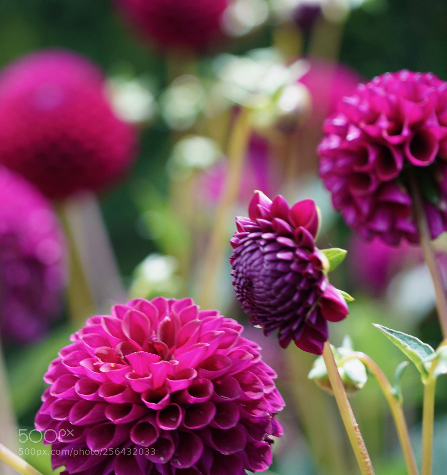 Sony a9 sample photo. Dahlia photography