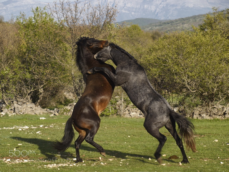 Olympus E-520 (EVOLT E-520) sample photo. Horse power photography
