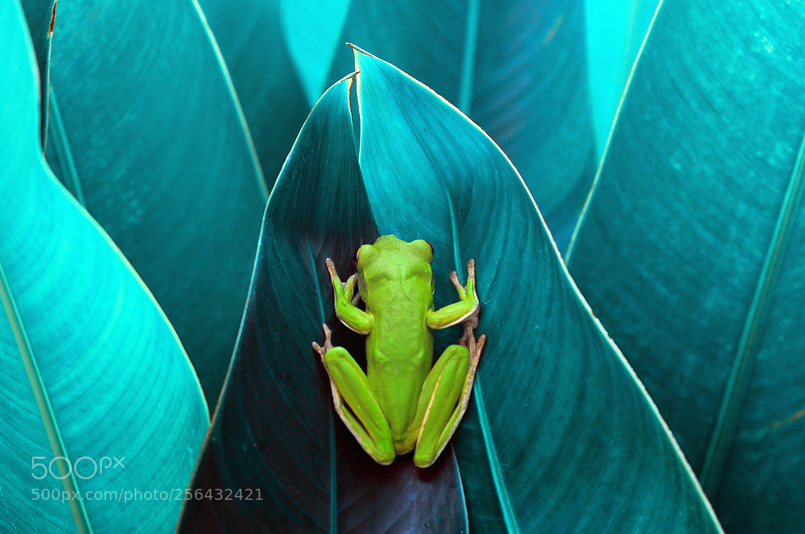 Nikon D90 sample photo. Frog in between leaf photography