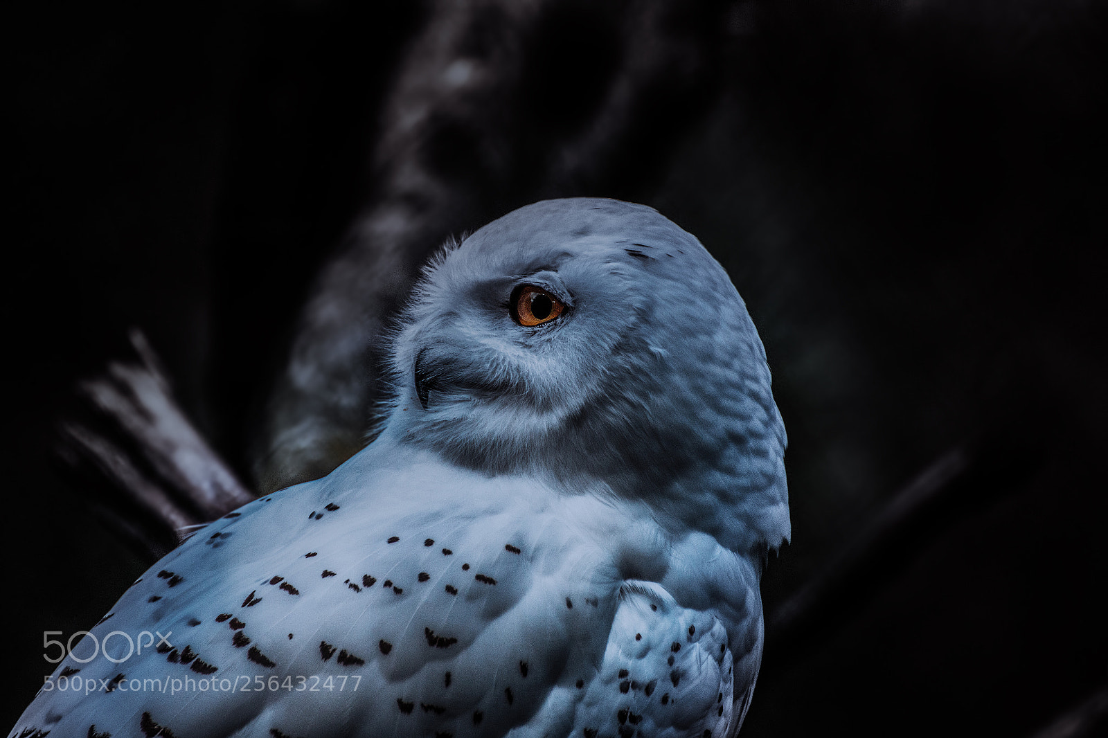 Canon EOS 70D sample photo. Schneeeule photography
