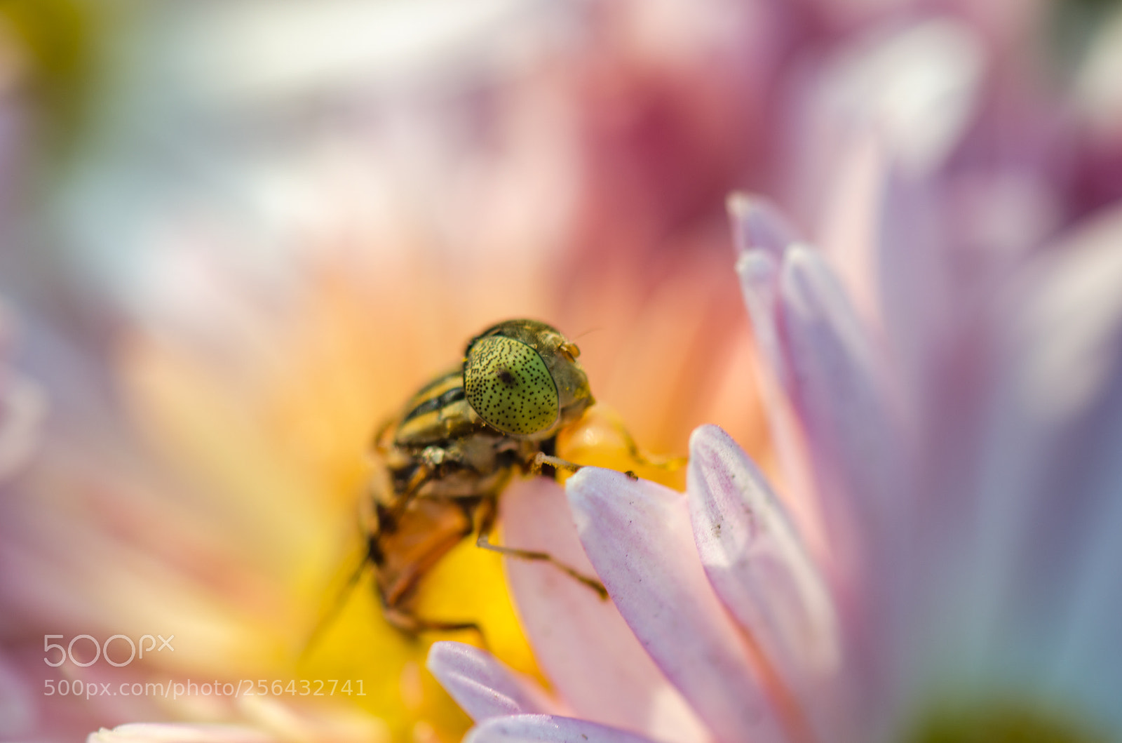 Nikon D7000 sample photo. A fly on the photography