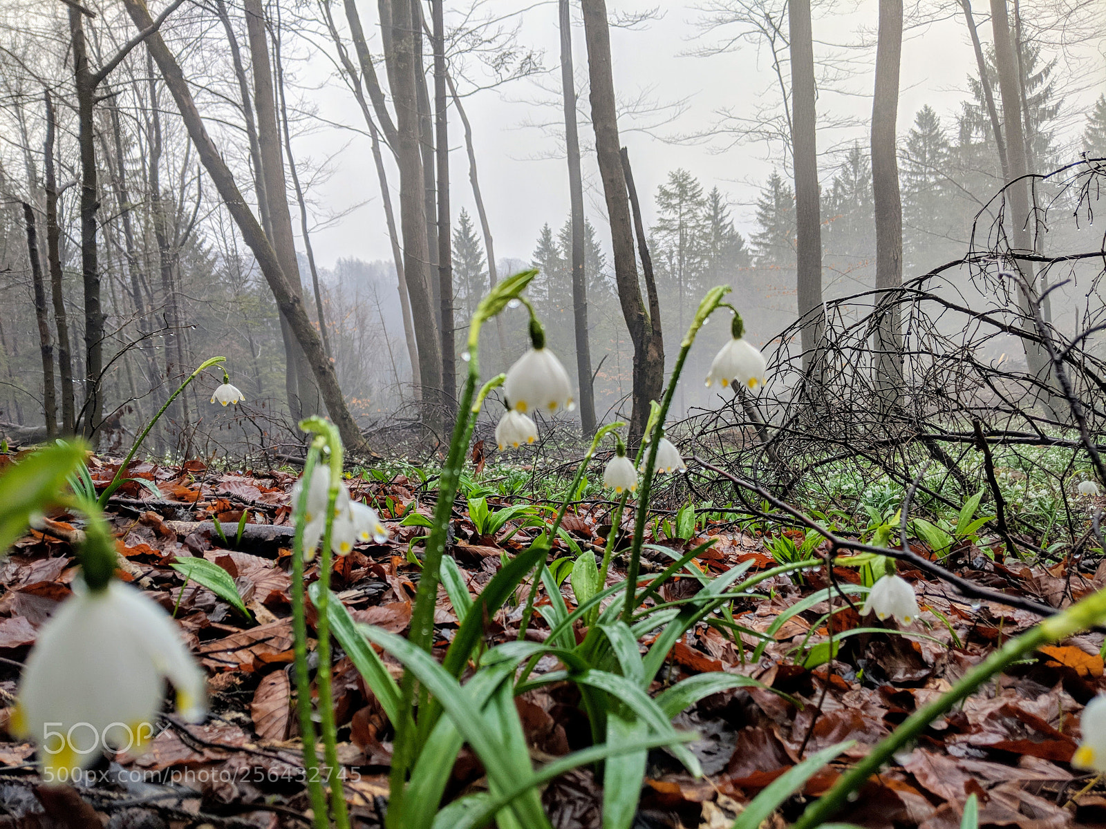 Google Pixel 2 XL sample photo. Springtime dew photography