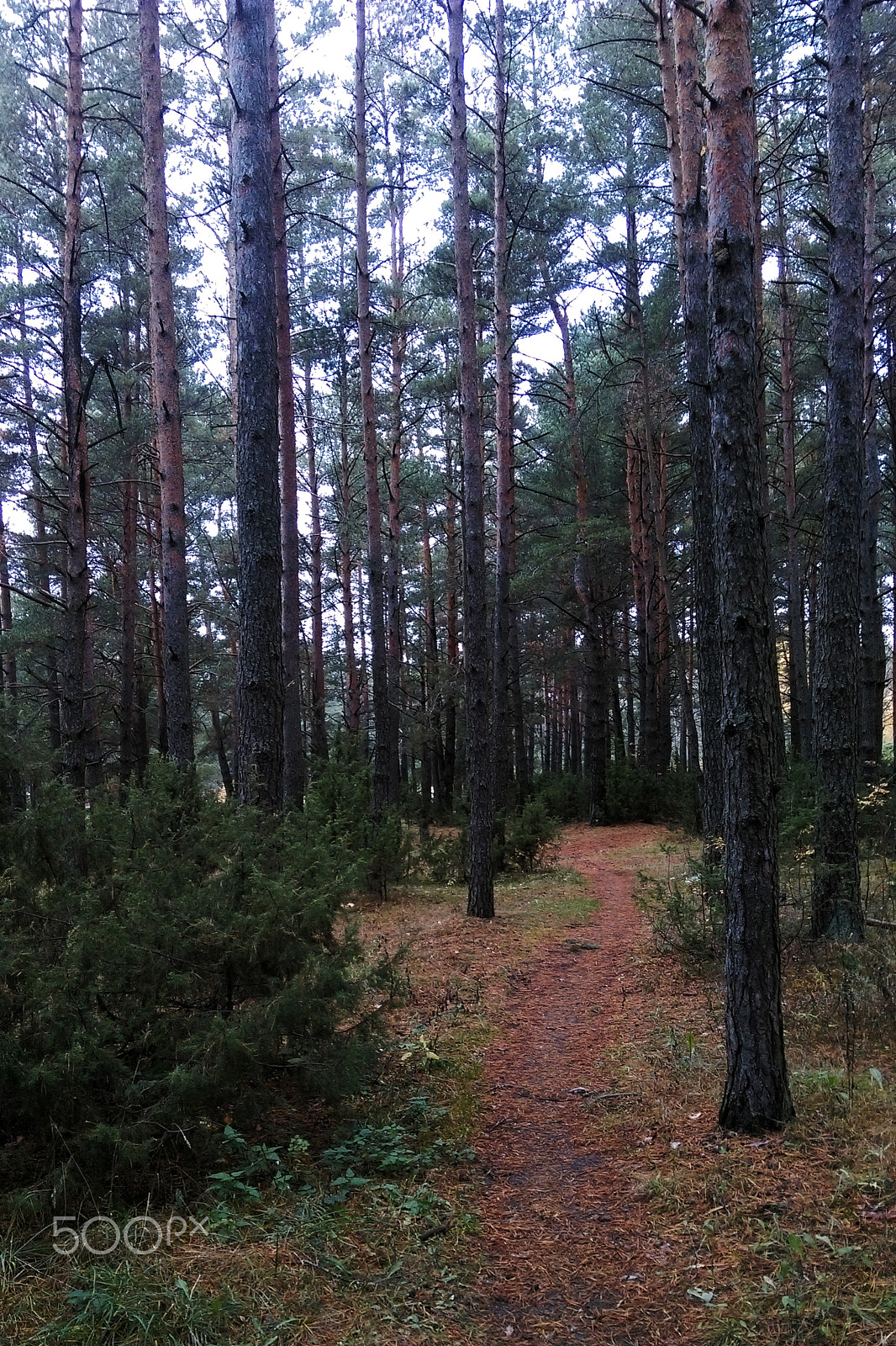 HTC DESIRE 826 DUAL SIM sample photo. View of the forest in the coniferous green forest photography