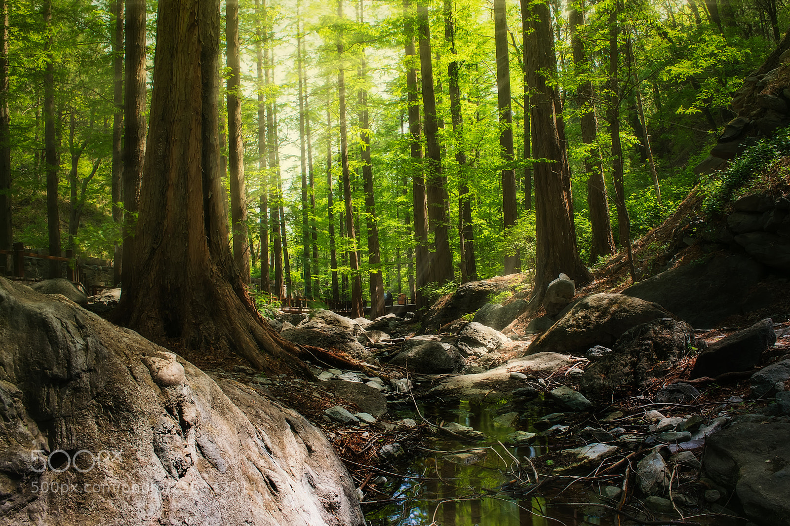 Nikon D5300 sample photo. Tree photography