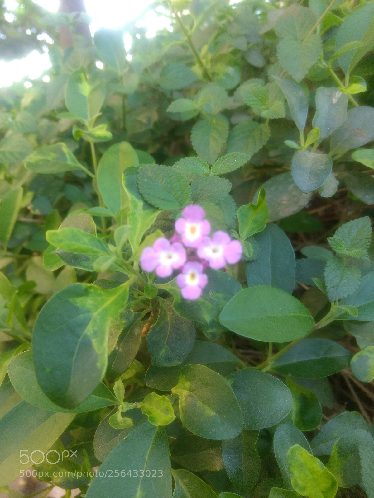 Motorola Moto G (4) sample photo. Flower blur effect photography