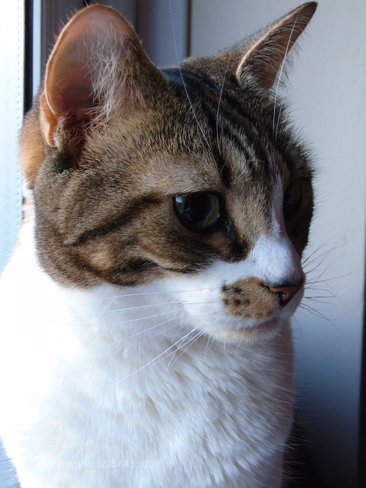 Sony Cyber-shot DSC-H400 sample photo. River on the windowsill photography