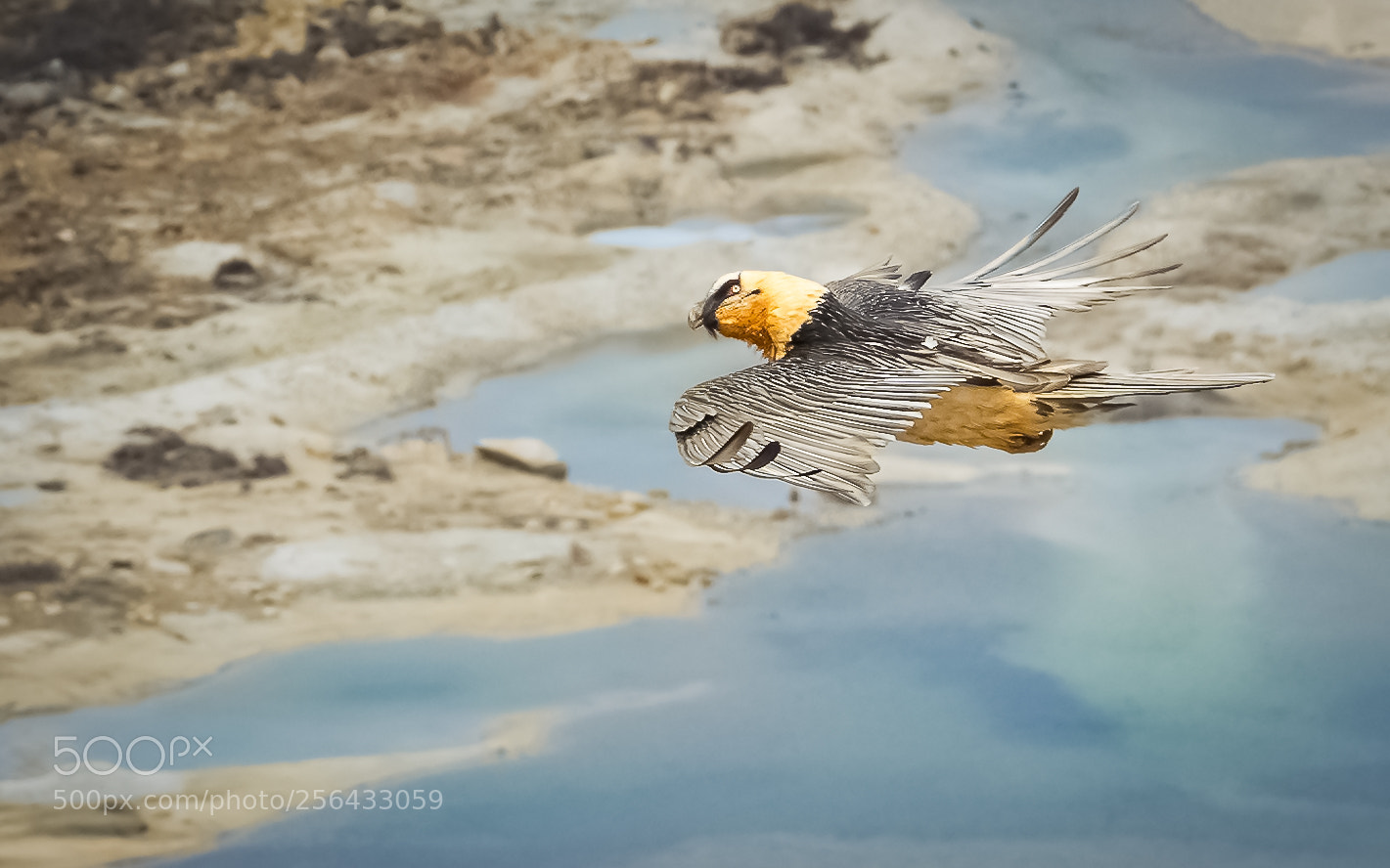 Sony Cyber-shot DSC-RX10 III sample photo. 胡兀鹫 bearded vulture photography