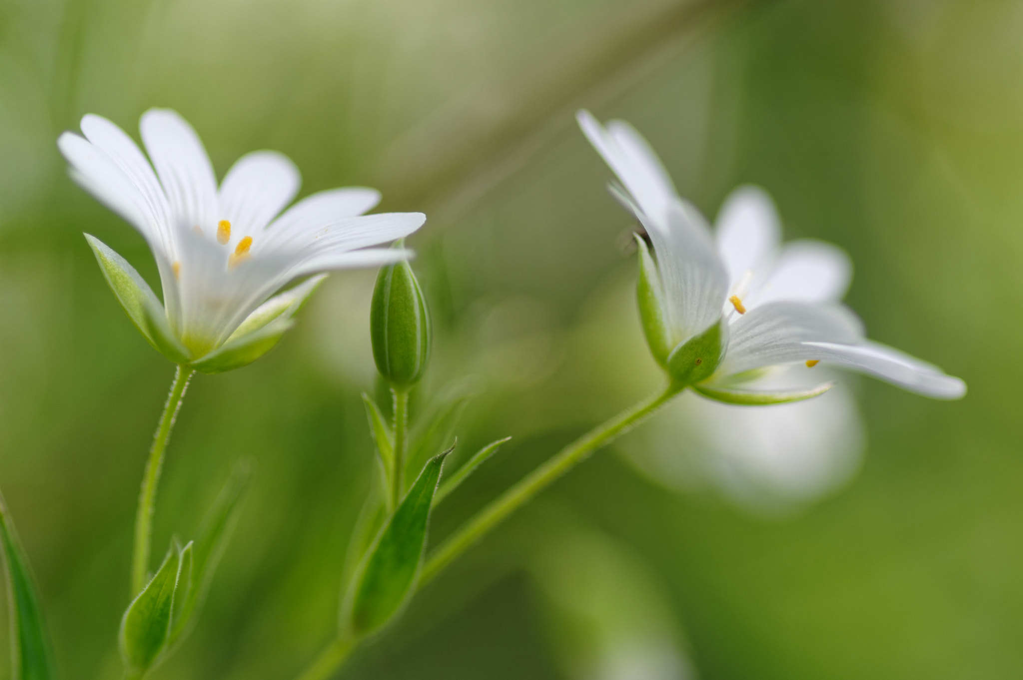 Pentax smc D-FA 100mm F2.8 Macro WR sample photo. La promesse des beaux jours photography