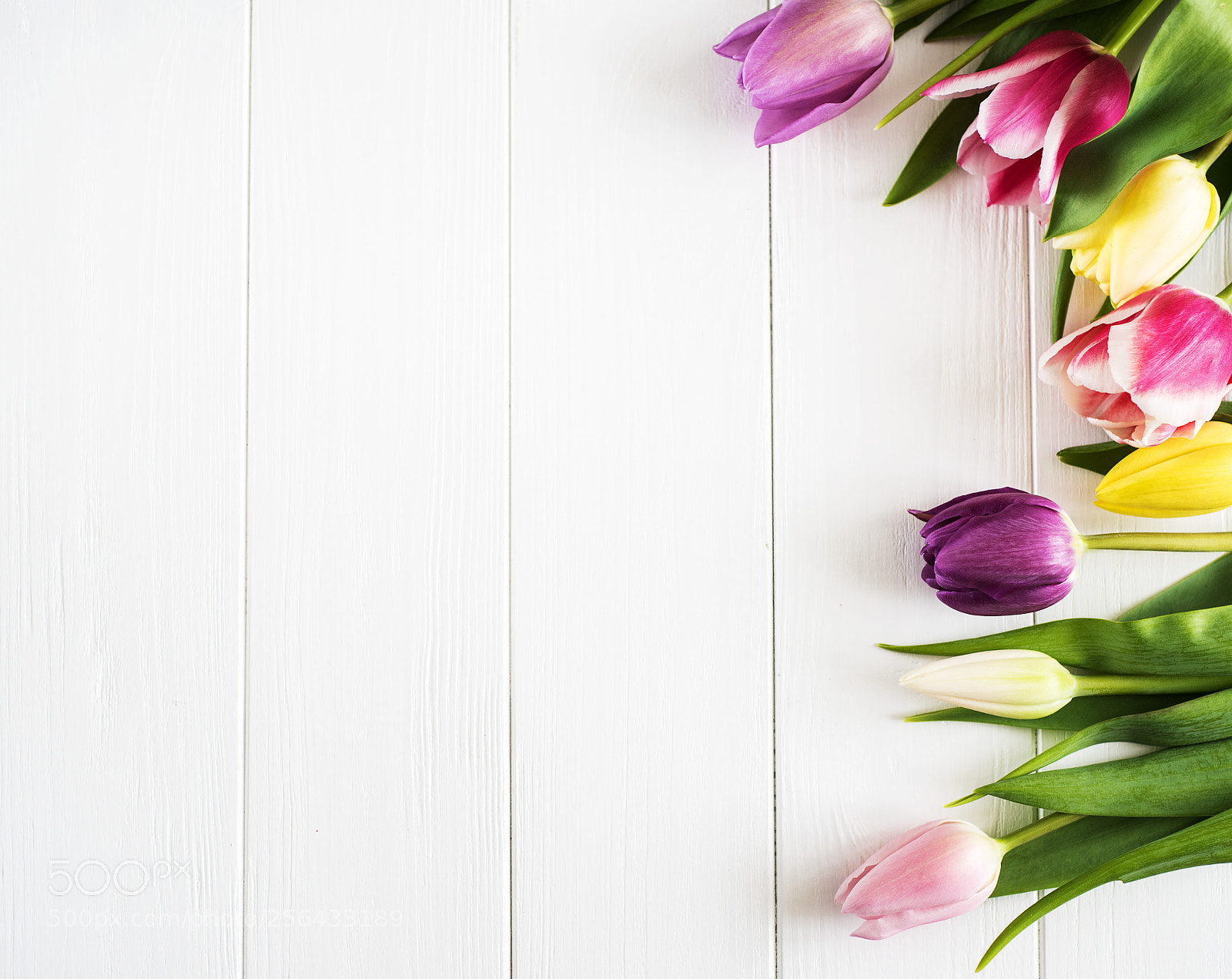 Nikon D750 sample photo. Spring tulips flowers photography