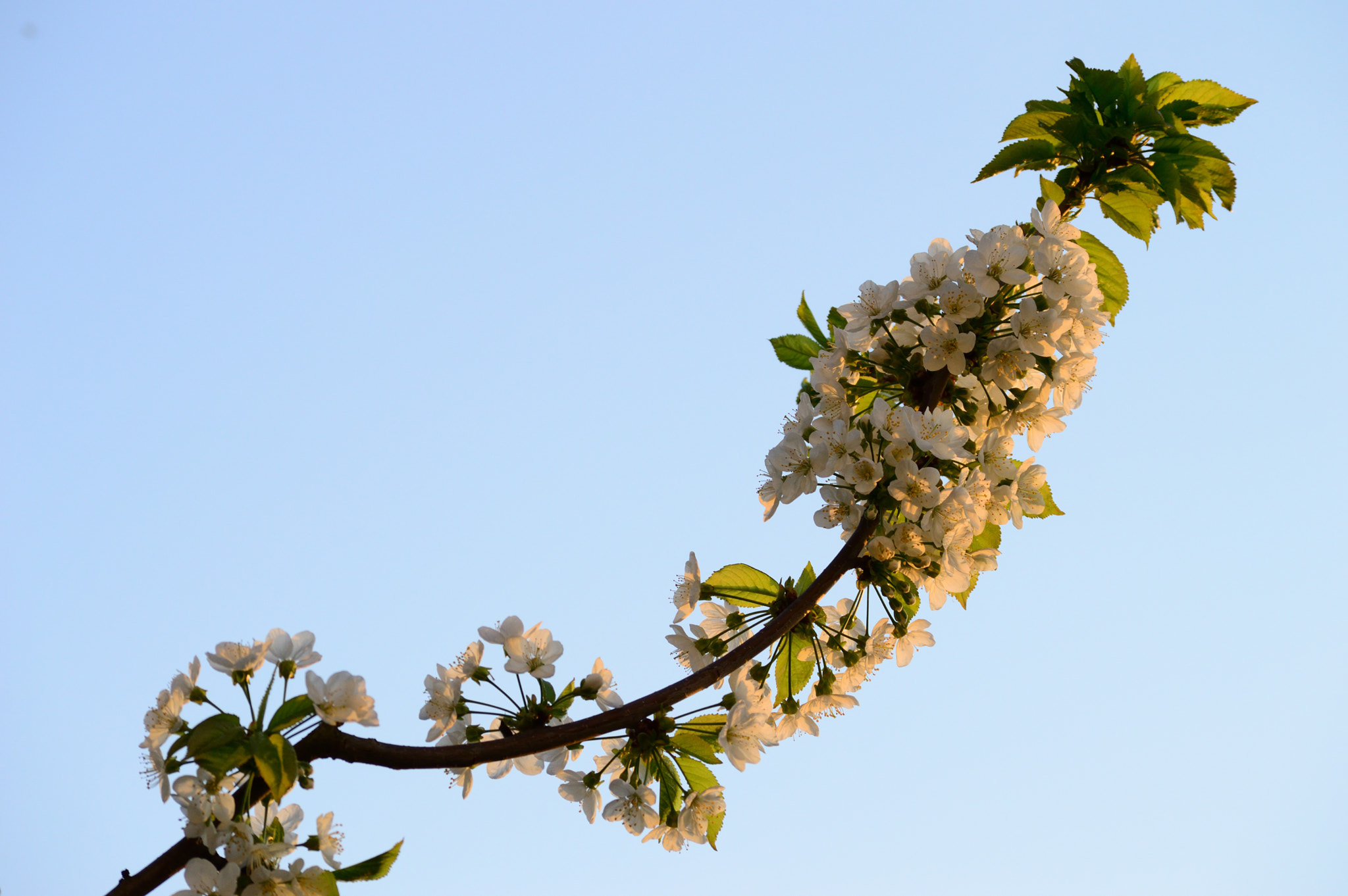 Nikon D3200 sample photo. Plum blossom photography