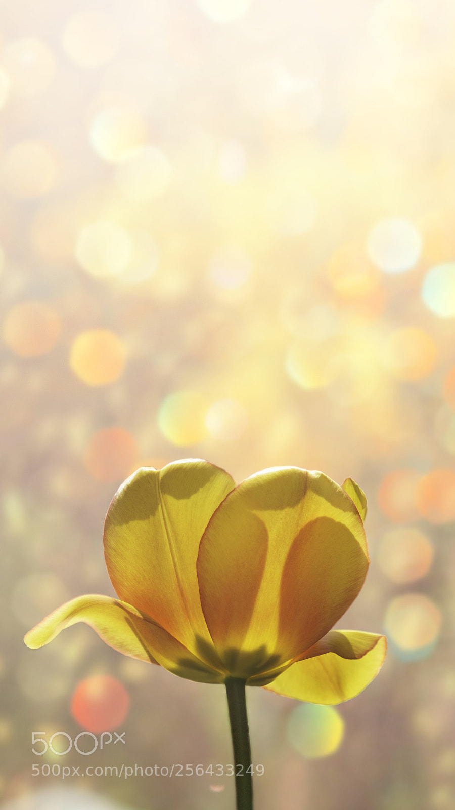 Nikon D800 sample photo. Orange burn photography