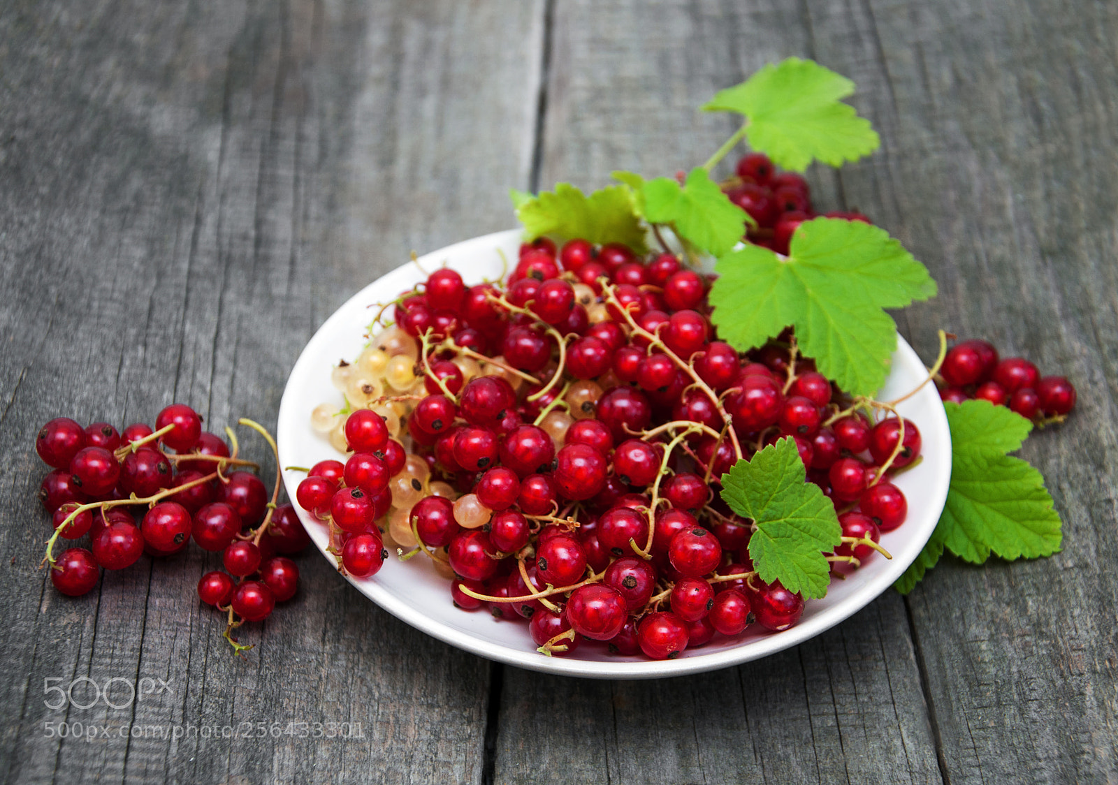 Nikon D90 sample photo. Plate with red currant photography