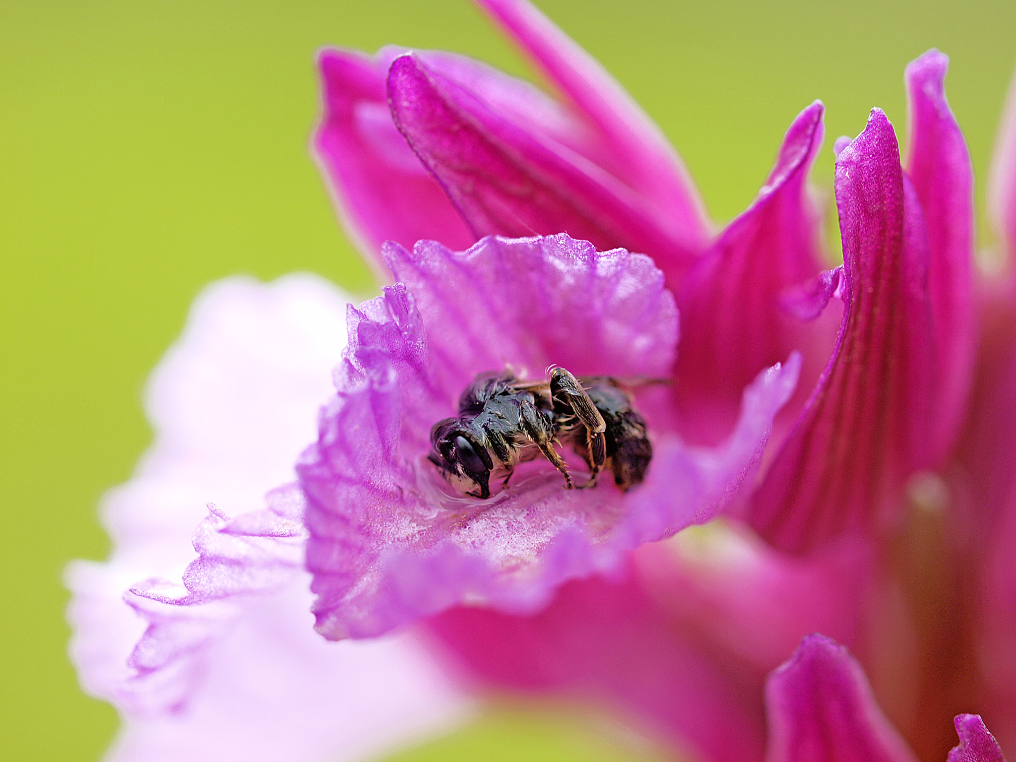 Olympus E-30 sample photo. Orquideas photography