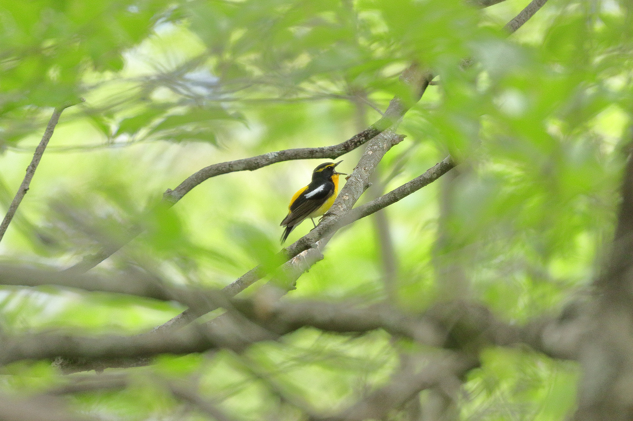 Canon EOS 7D Mark II sample photo. キビタキの囀ずり 7i2a0705 photography