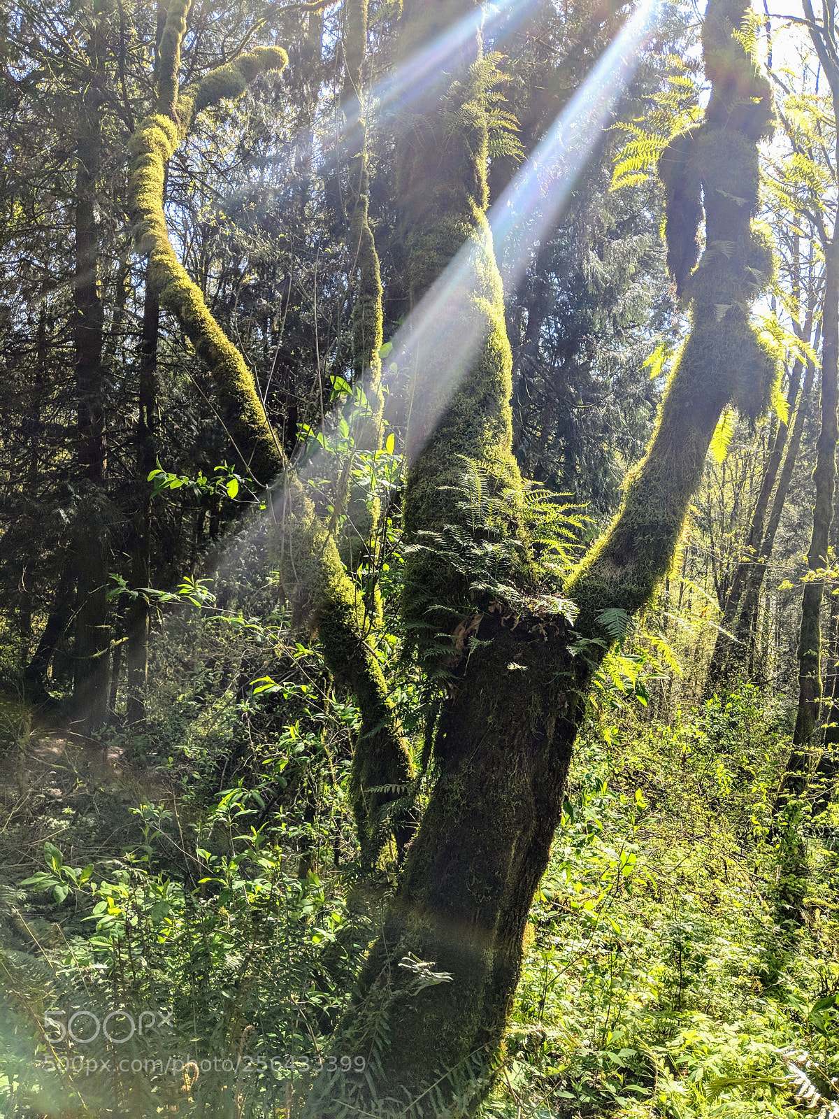 Google Pixel 2 XL sample photo. Untitled photography