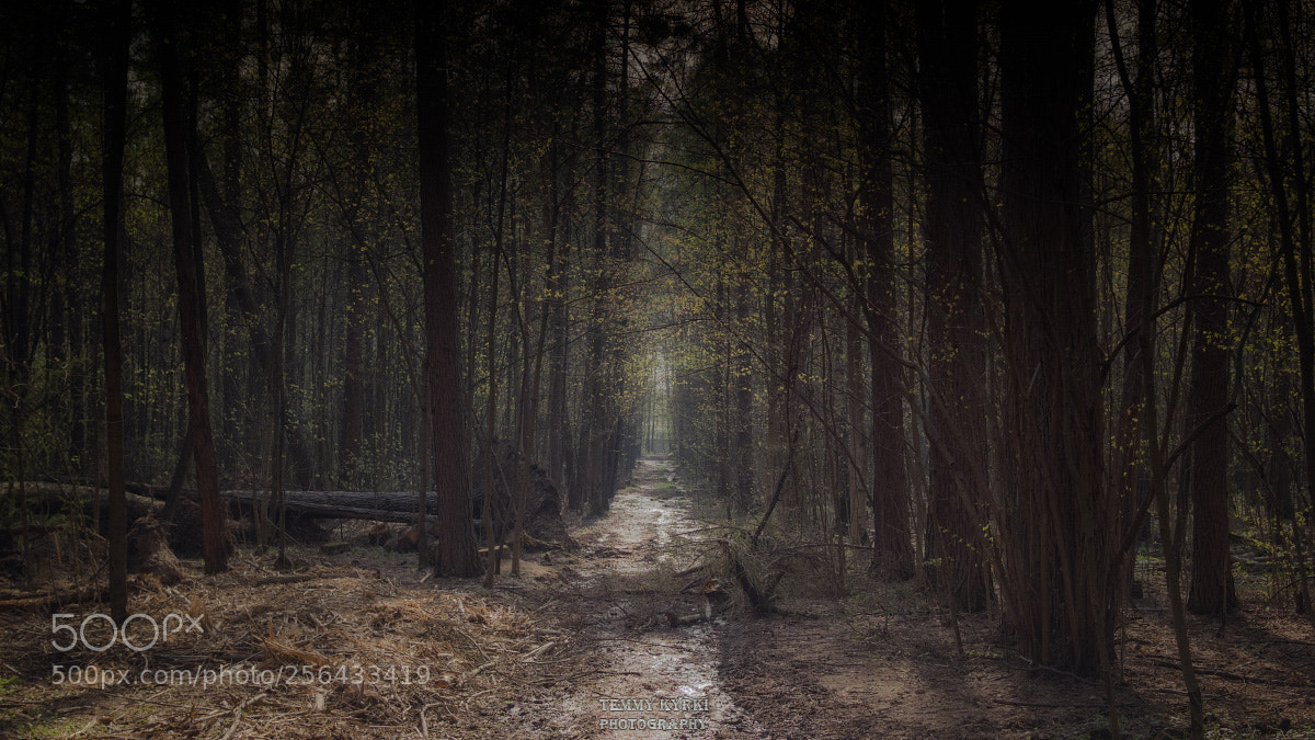 Olympus OM-D E-M1 sample photo. Forest photography
