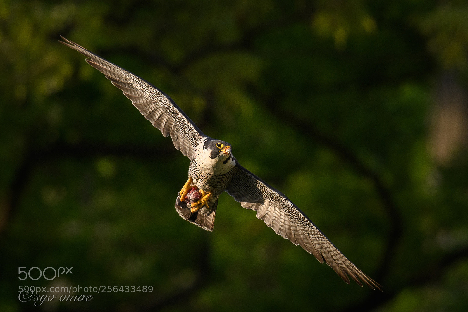 Nikon D5 sample photo. She is busy feeding photography