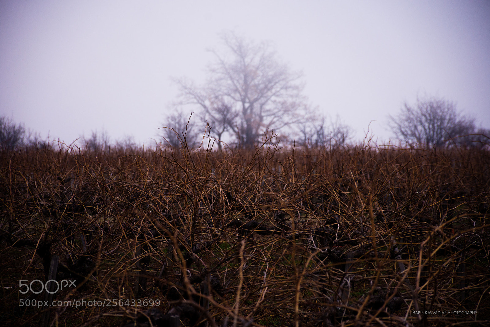 Nikon D7200 sample photo. In the mist photography