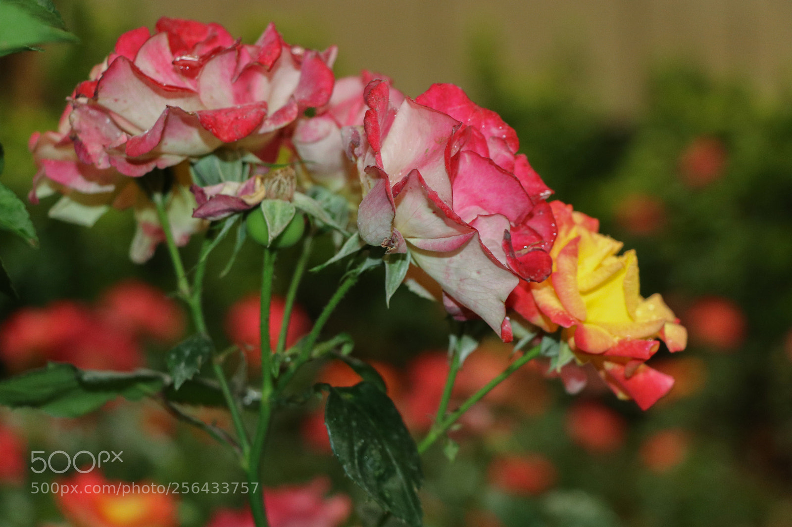 Canon EOS 80D sample photo. Flowers photography