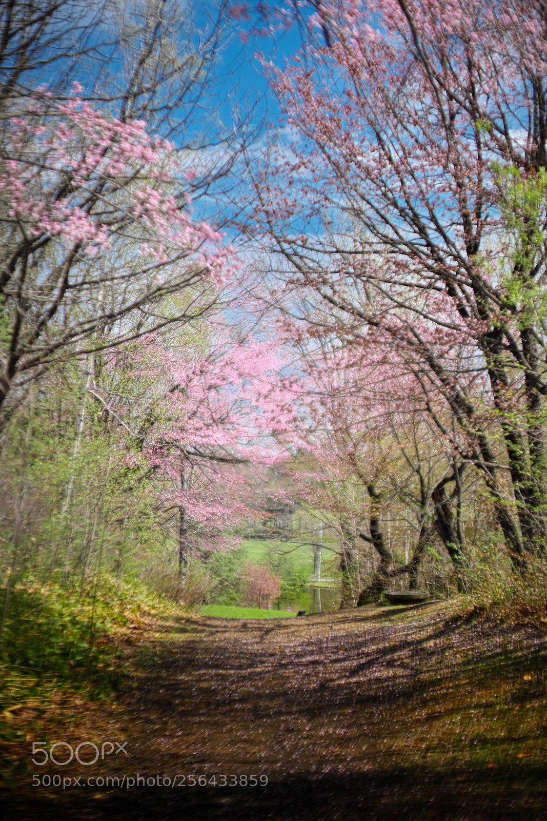 Sony a7R III sample photo. Sakura zaka photography