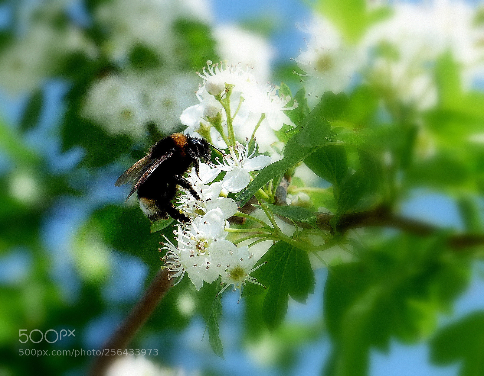 Panasonic Lumix DMC-FZ200 sample photo. Bumblebee. photography