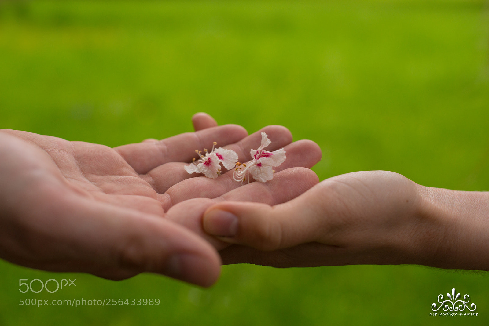 Nikon D800E sample photo. Hands love flowers photography