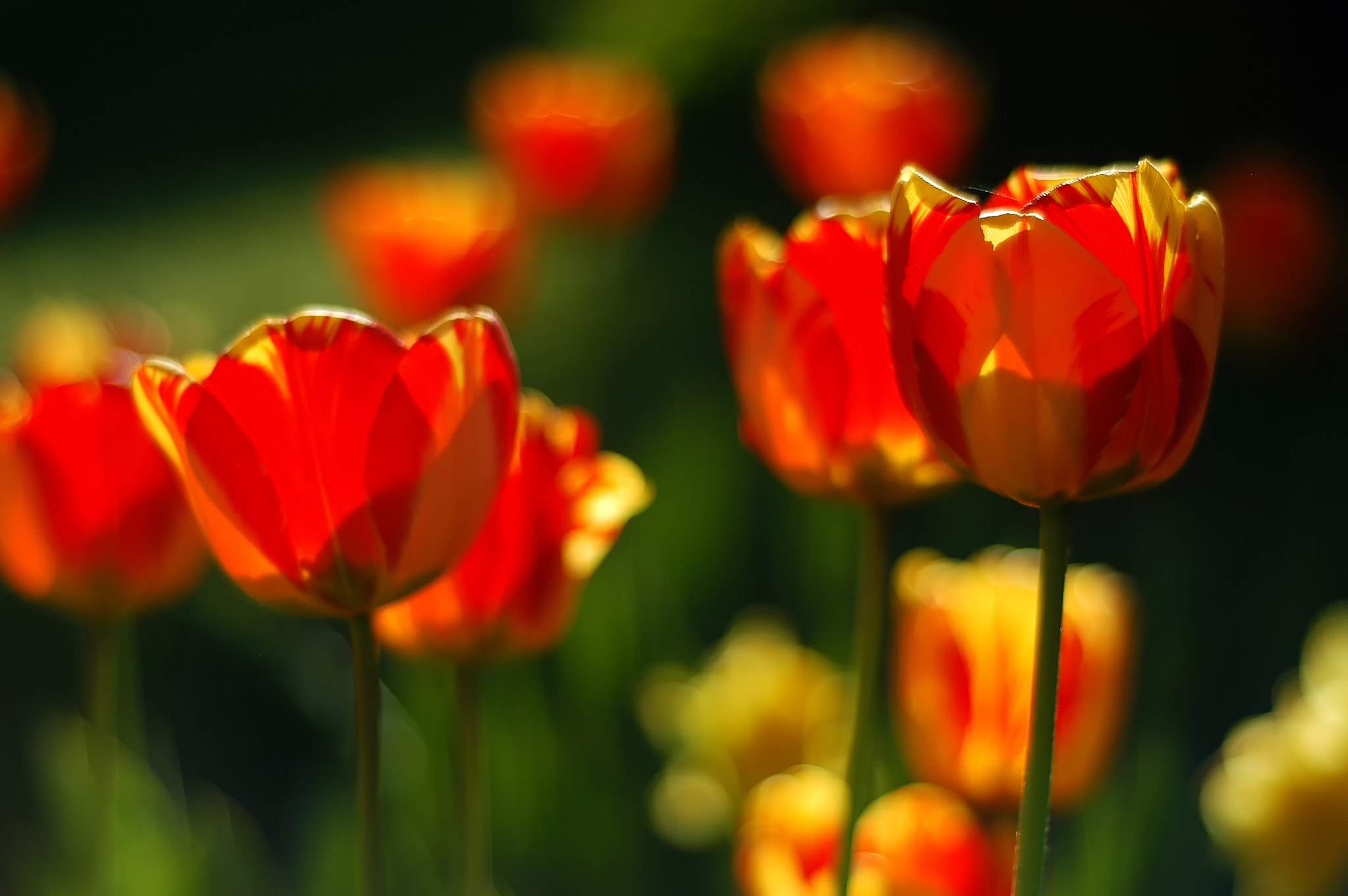 Nikon D100 sample photo. Tulip color photography