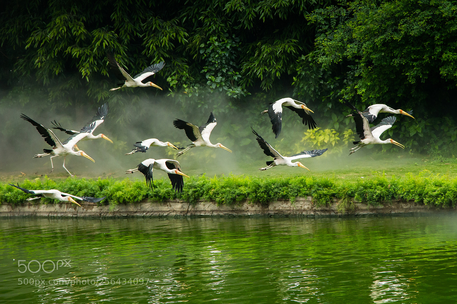 Canon EOS-1D X sample photo. 鳥投林 photography