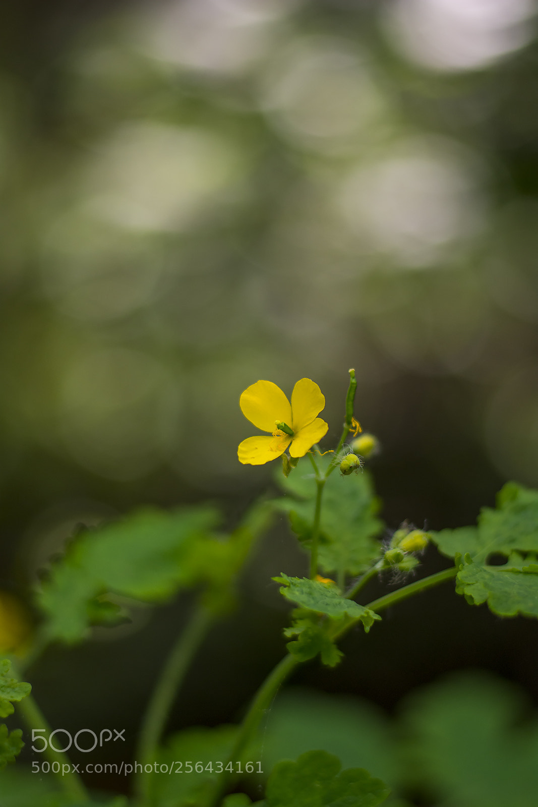 Nikon D7100 sample photo. Alone photography
