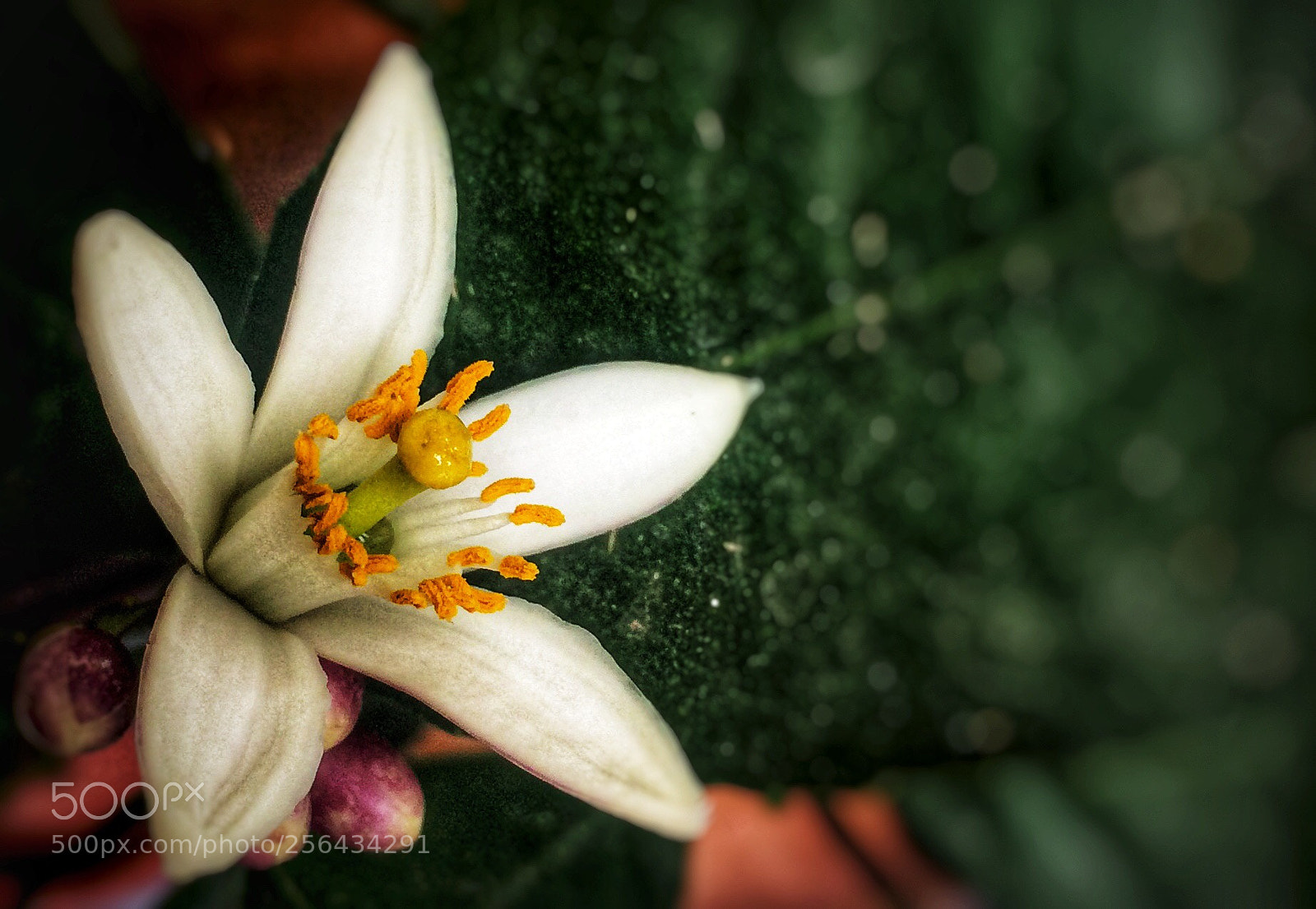 Apple iPhone 5s sample photo. Lemon blossom photography