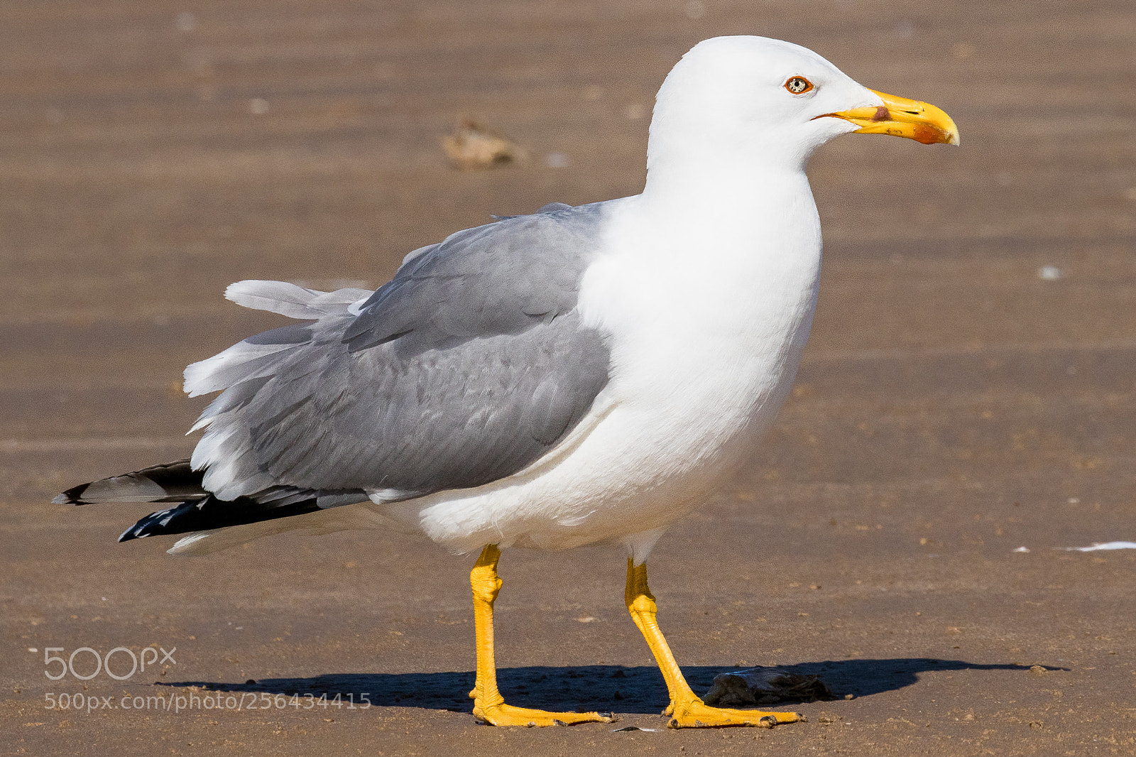 Canon EOS 80D sample photo. Yellow-legged gull photography