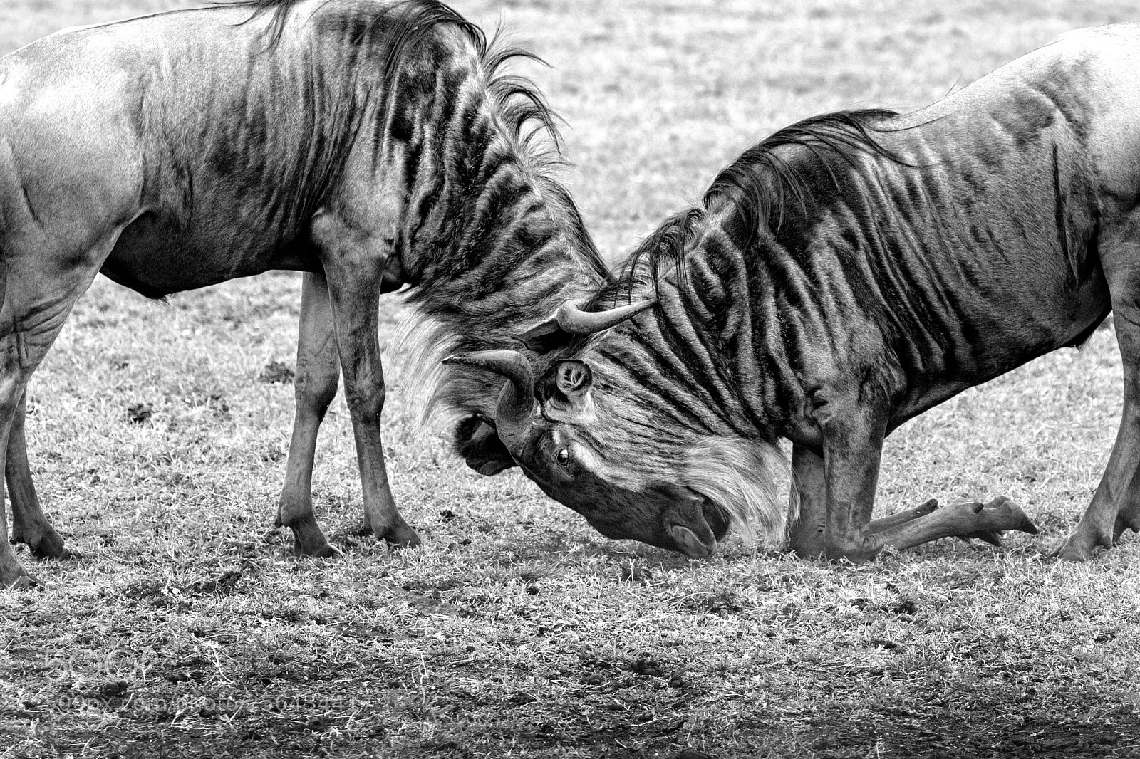Canon EOS 30D sample photo. Submission photography