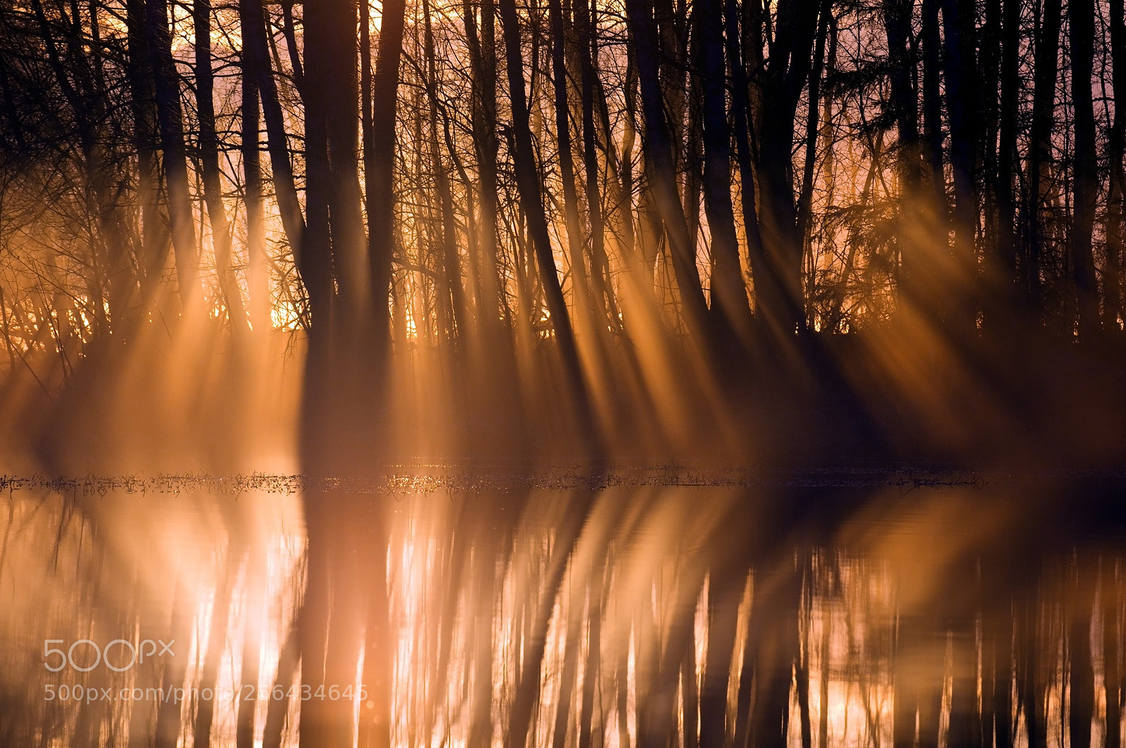 Pentax K-3 II sample photo. Reflection in mist photography