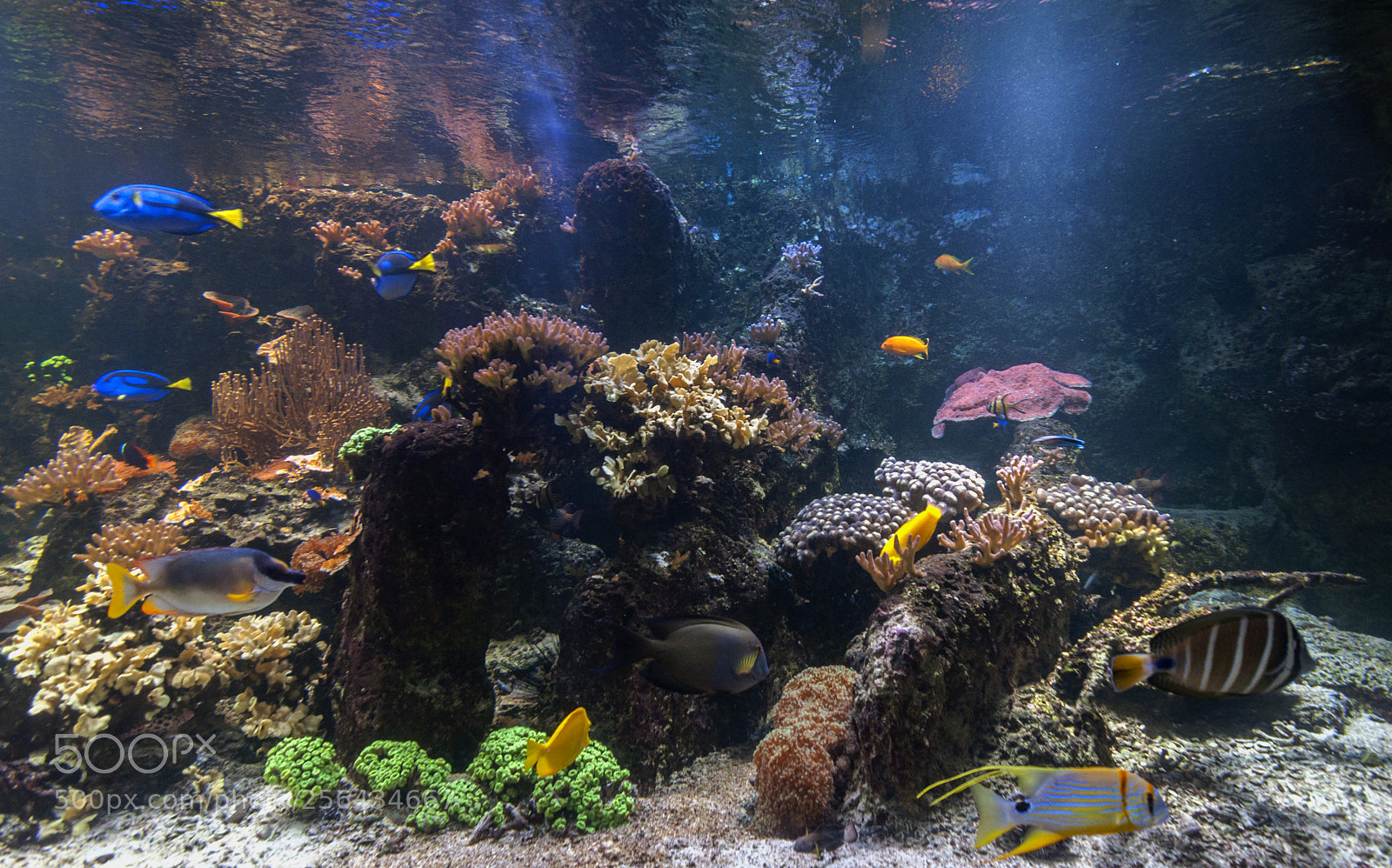 Nikon D90 sample photo. Color fish photography