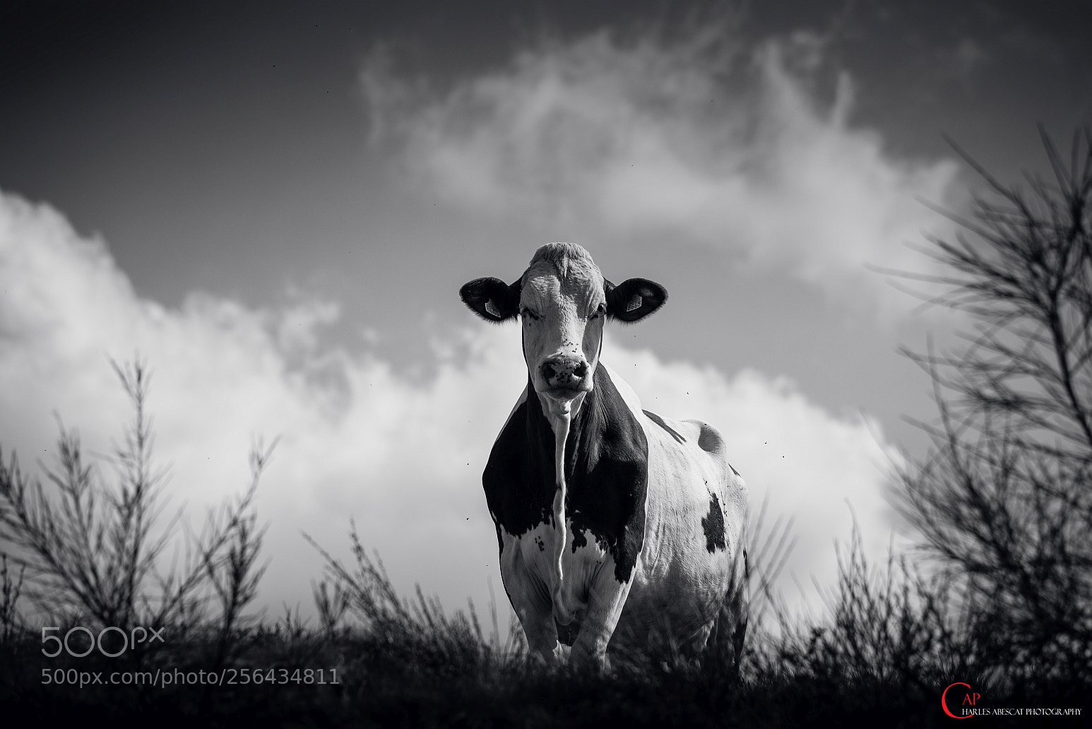 Pentax K-1 sample photo. Cute cow photography