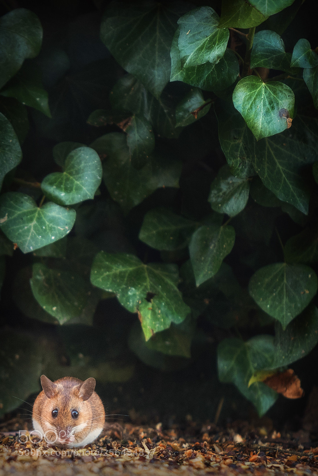 Nikon D750 sample photo. Schlaraffenland photography