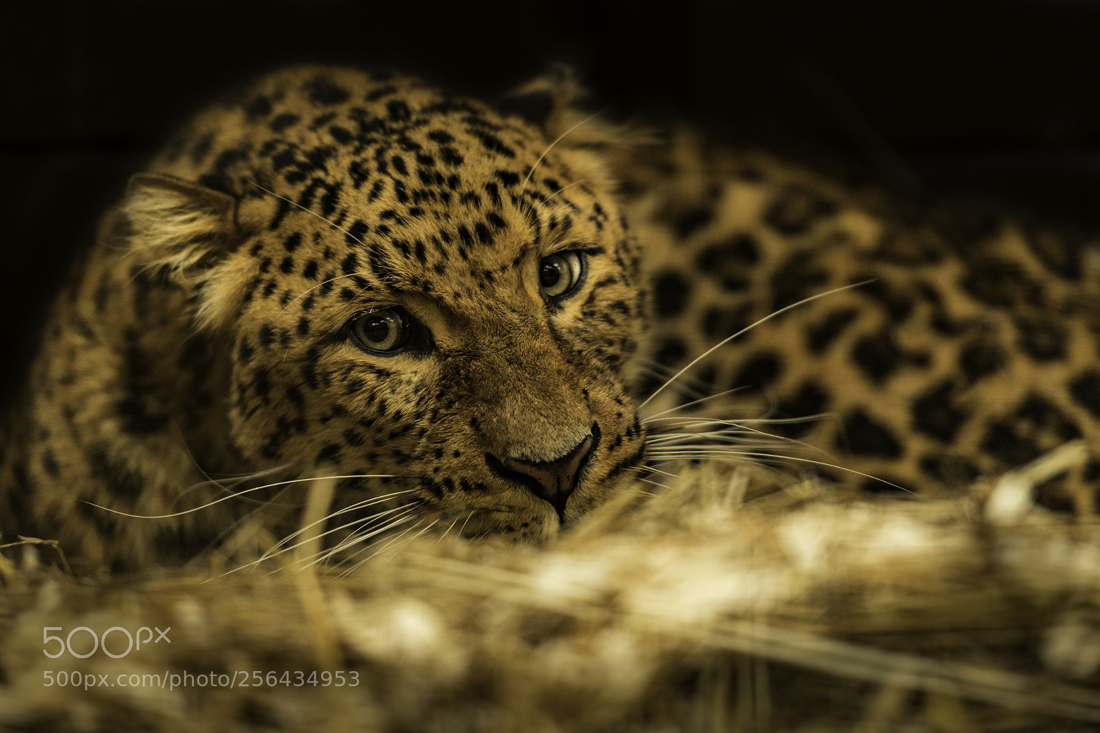 Nikon D5 sample photo. North chinese leopard photography