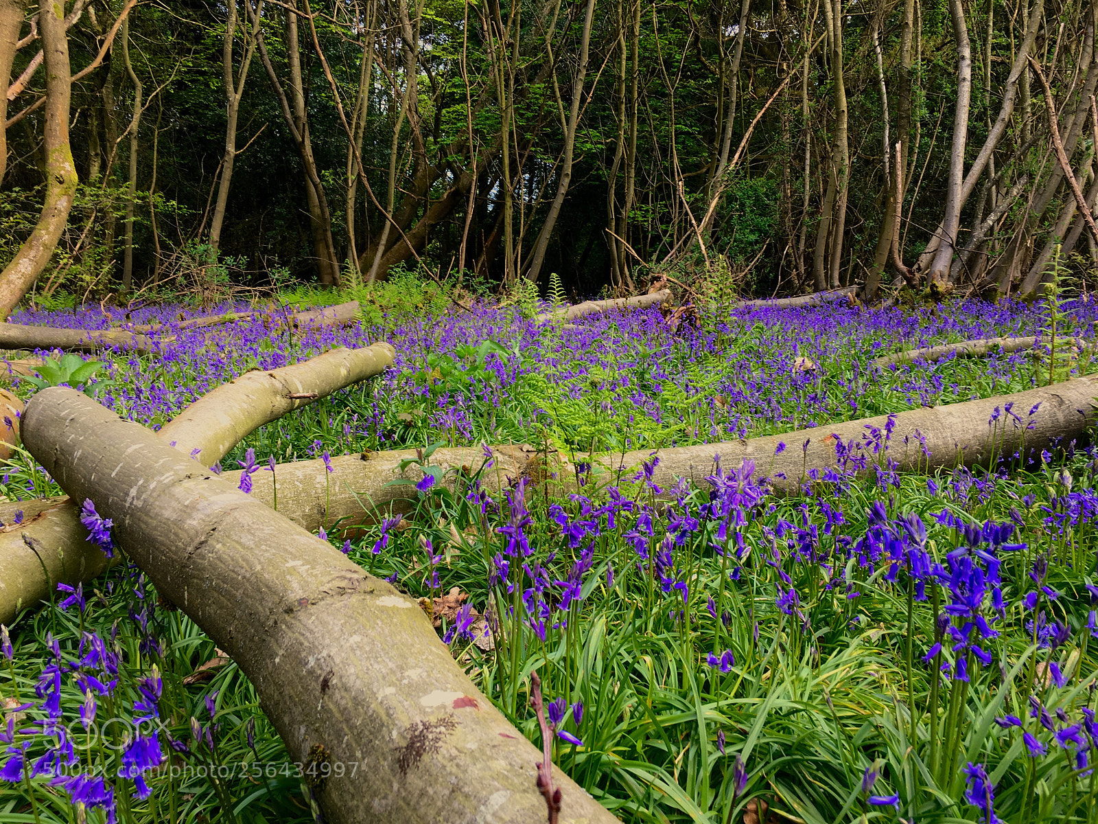 Apple iPhone 6s Plus sample photo. Bluebells photography
