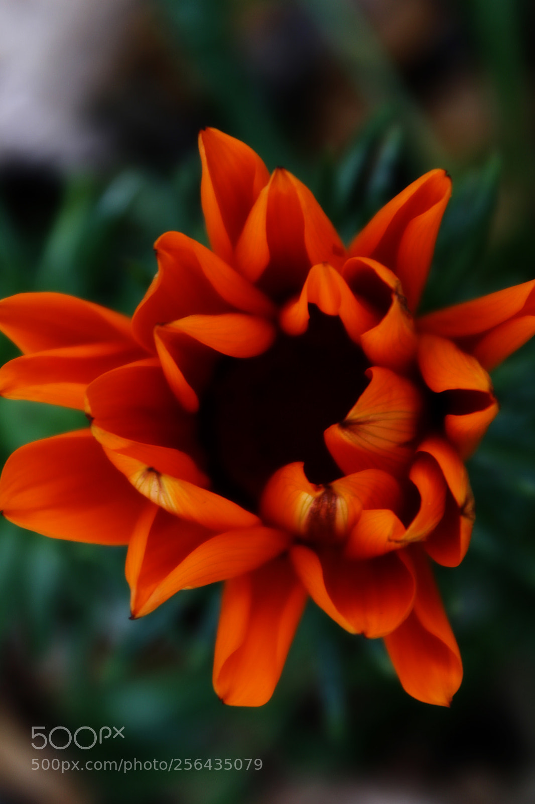 Canon EOS 100D (EOS Rebel SL1 / EOS Kiss X7) sample photo. Flower photography