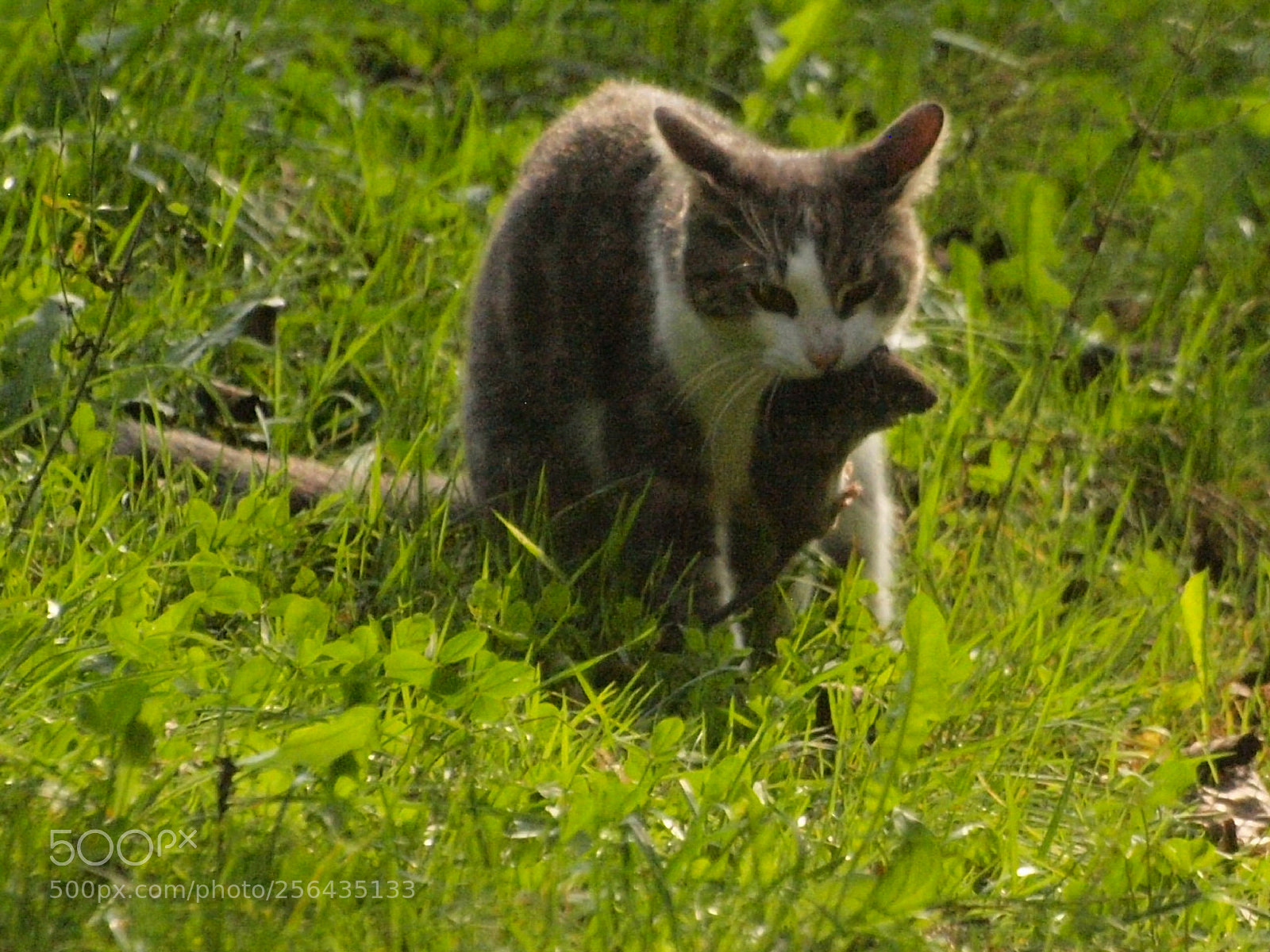 Olympus E-520 (EVOLT E-520) sample photo. The circle of life photography