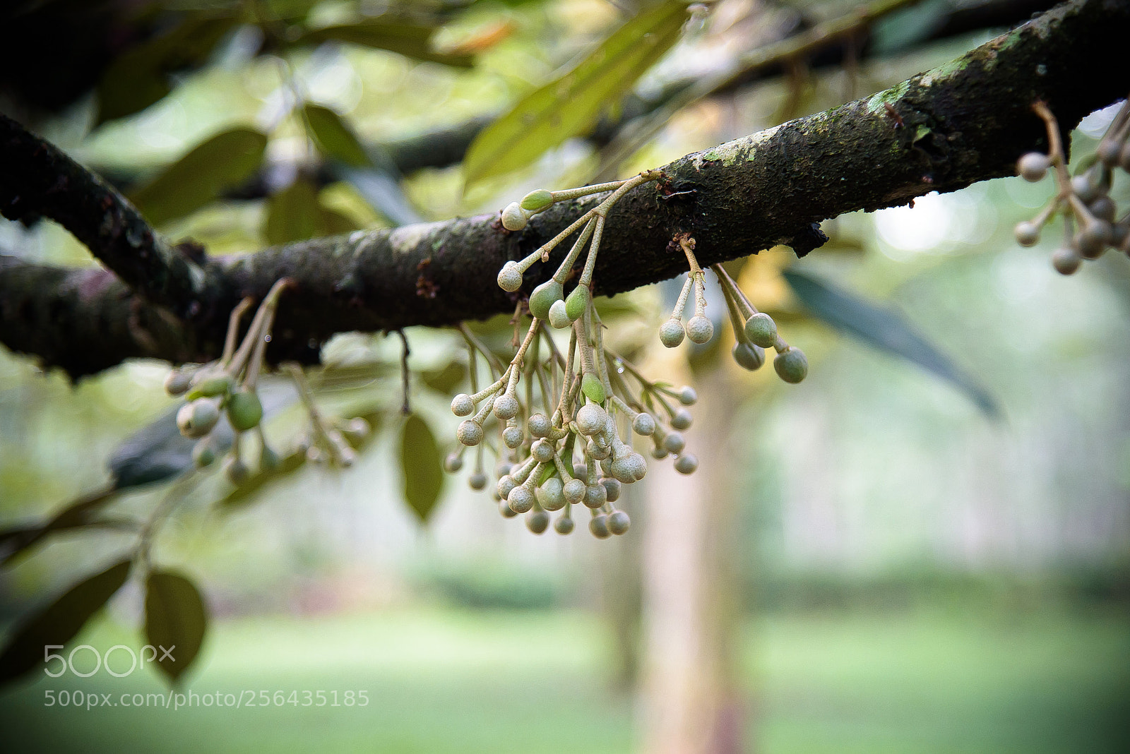Nikon D750 sample photo. Durian flower buds photography
