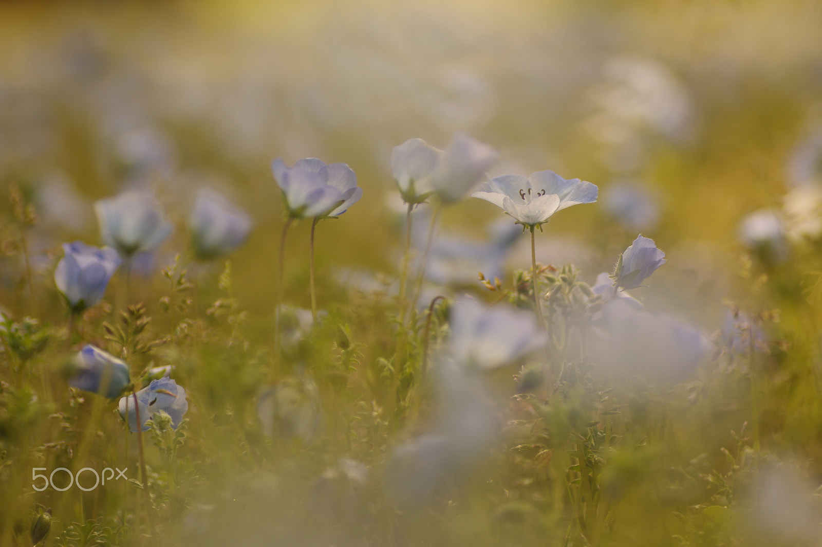 Tamron SP AF 90mm F2.8 Di Macro sample photo. Nemophila photography