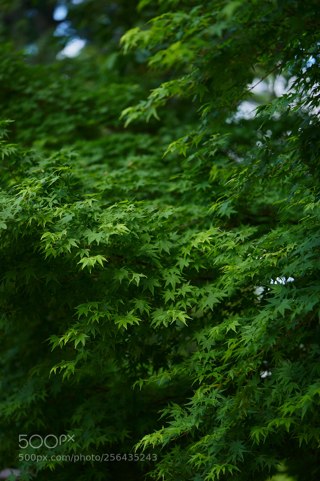 Sony a7 sample photo. Leaves 970 photography