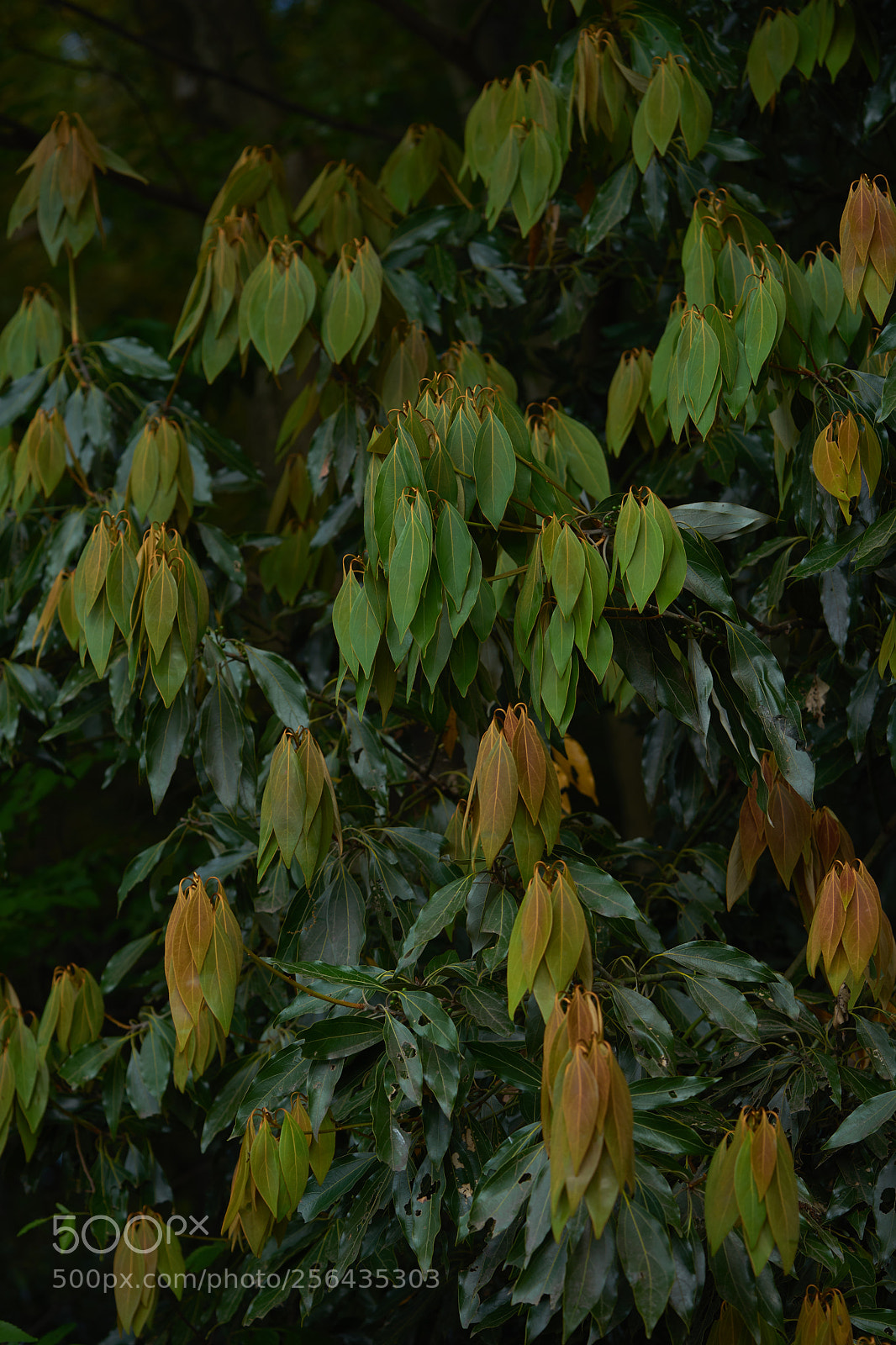 Sony a7 sample photo. Leaves 971 photography