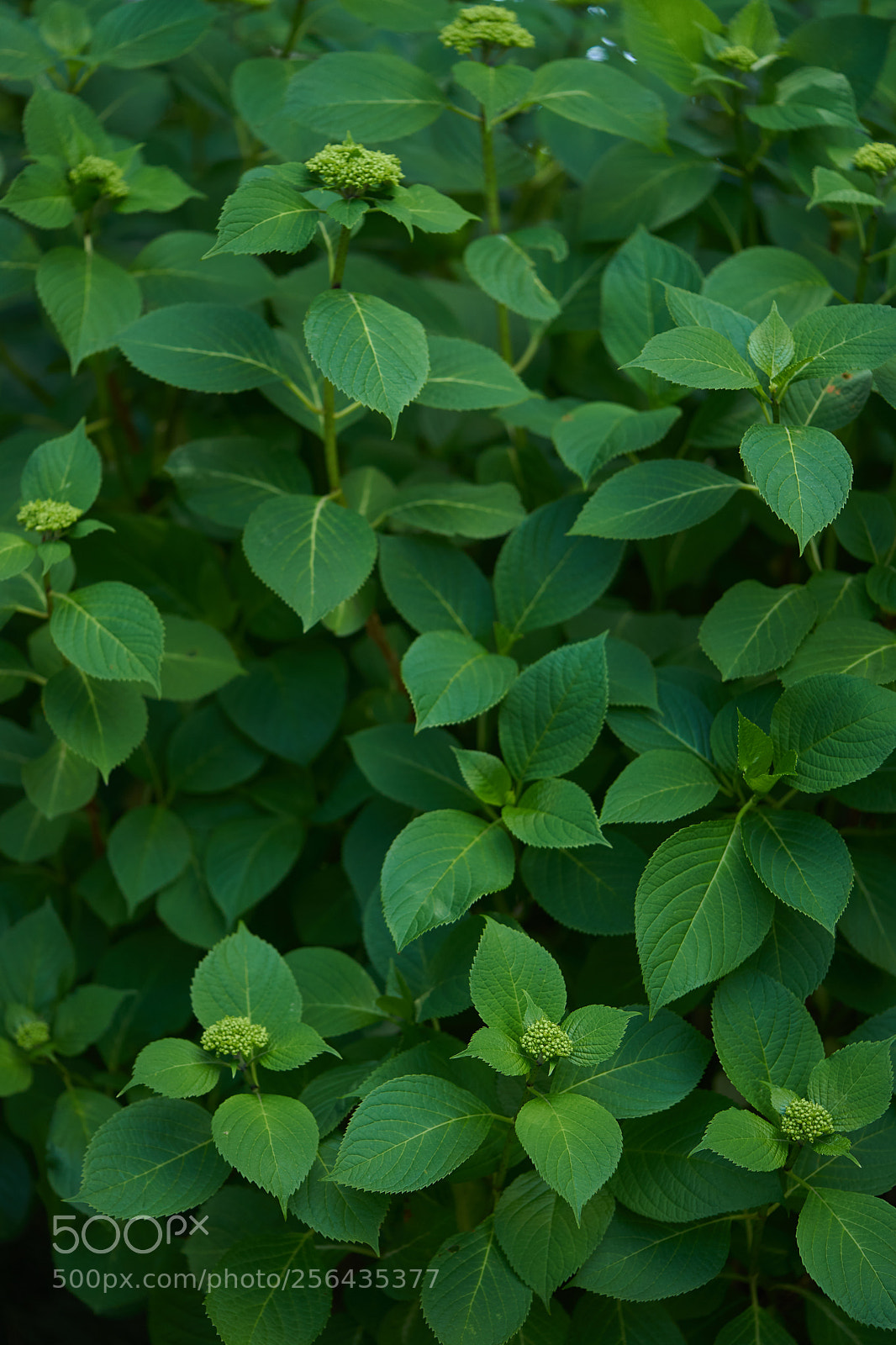 Sony a7 sample photo. Leaves 972 photography